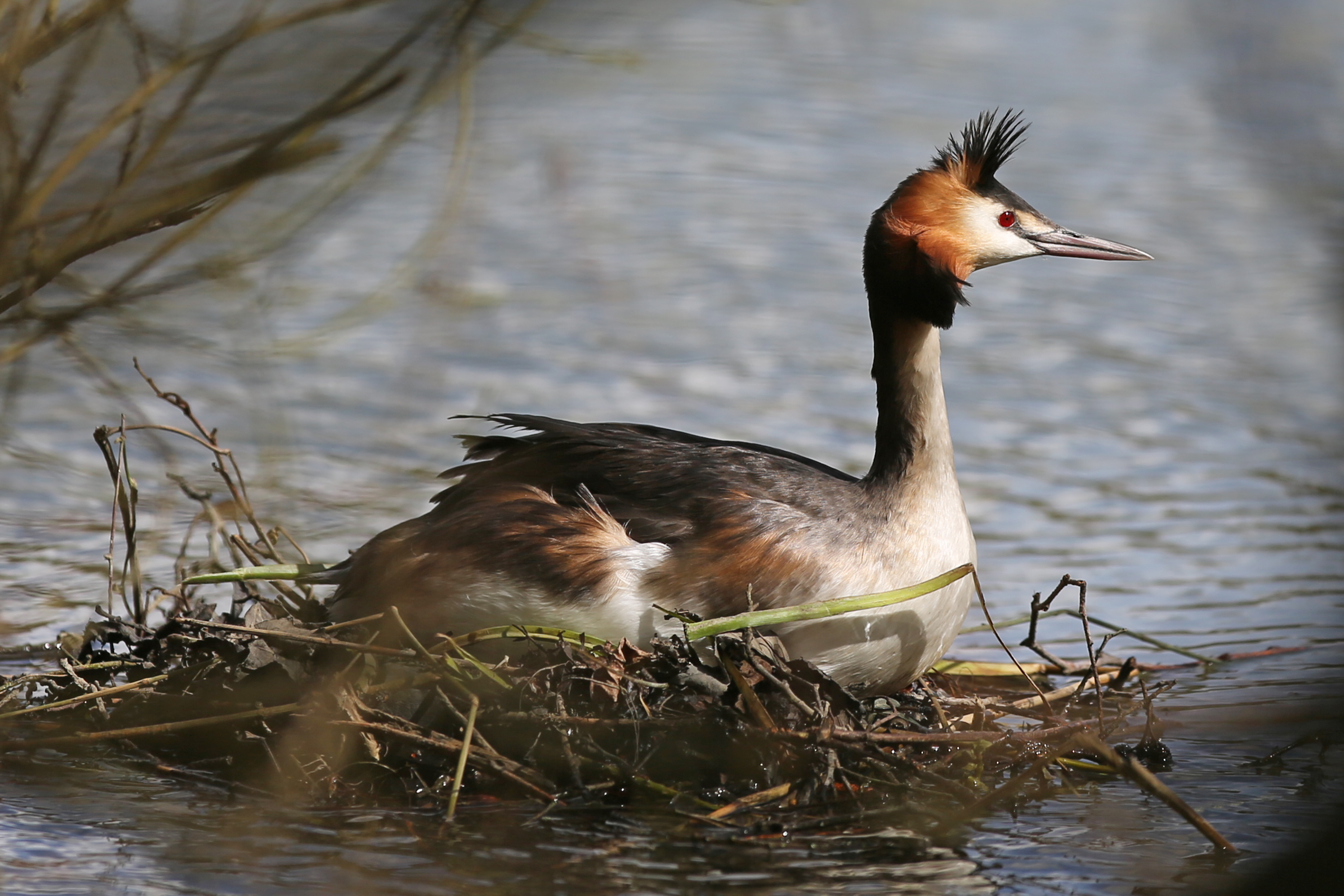 Balade ornithologique au Bassin de la Motte